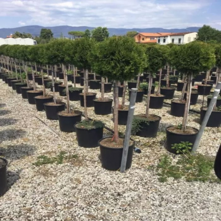 Thuja occidentalis  'Smaragd' (Emeraude) mini alberetto - Tuia occidentalis Smaragd - altoit pe trunchi [1]