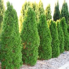Conifere - Thuja occidentalis 'Smaragd' (Emeraude) - Tuia occidentalis 'Smarald'