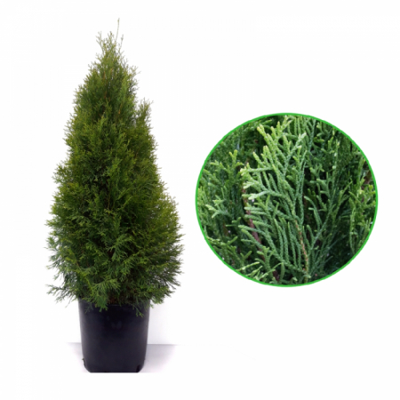 Thuja occidentalis 'Smaragd' (Emeraude) - Tuia occidentalis 'Smarald' [2]