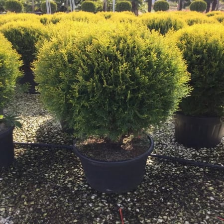 Thuja Orientalis Compacta Aurea Nana - Tuia Aurie Ovală [1]