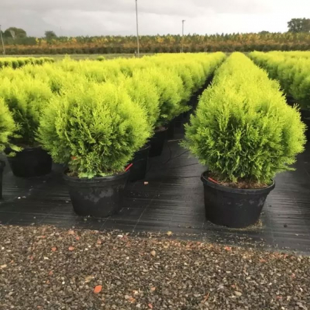 Thuja Orientalis Compacta Aurea Nana - Tuia Aurie Ovală [2]