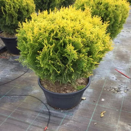 Conifere - Thuja Orientalis Compacta Aurea Nana - Tuia Aurie Ovală