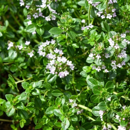Plante perene - Thymus citriodorus 'Lemon'  - Cimbrișor lămâios