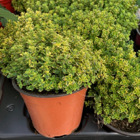 Thymus citriodorus 'Lemon'  - Cimbrișor lămâios [2]