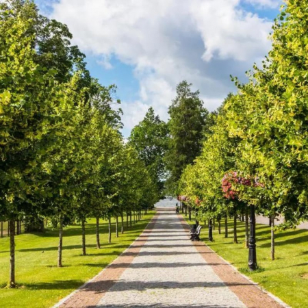 Tilia cordata Zolla - Tei cu frunză mică în balot [2]
