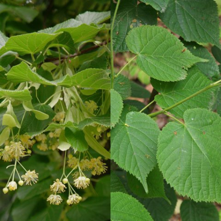 Tilia cordata Zolla - Tei cu frunză mică în balot [1]