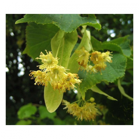 Tilia × europaea 'Pallida' alto fusto - Tei european - pe tulpină înaltă [1]