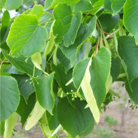 Arbori și arbuști - Tilia × europaea 'Pallida' alto fusto - Tei european - pe tulpină înaltă