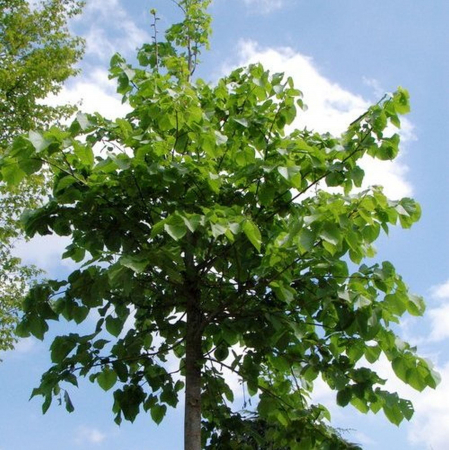 Tilia hybrid 'Argentea' alto fusto - Tei argintiu - pe tulpină [1]