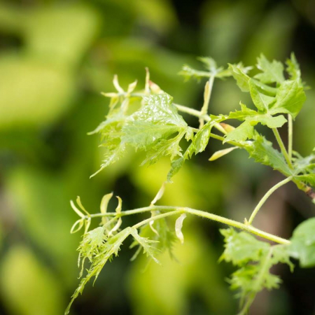 Tilia platyphyllos (Grandifolia) cubo - Tei cu frunză mare - pe tulpină înaltă cu coronament cubic [1]