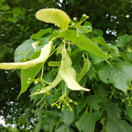 Tilia platyphyllos (Grandifolia) zolla - alto fusto - Tei cu frunză mare în balot - pe tulpină înaltă [2]
