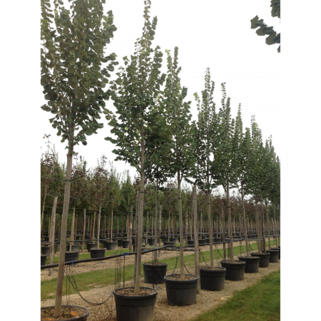 Tilia platyphyllos (Grandifolia) cubo - Tei cu frunză mare - pe tulpină înaltă cu coronament cubic [2]