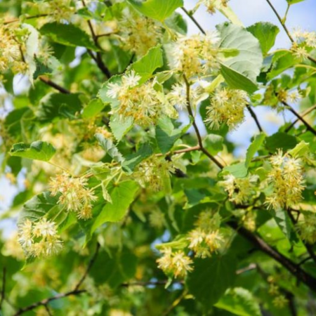 Arbori și arbuști - Tilia platyphyllos (Grandifolia) cubo - Tei cu frunză mare - pe tulpină înaltă cu coronament cubic