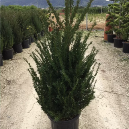 Taxus baccata - Tisa comună [1]