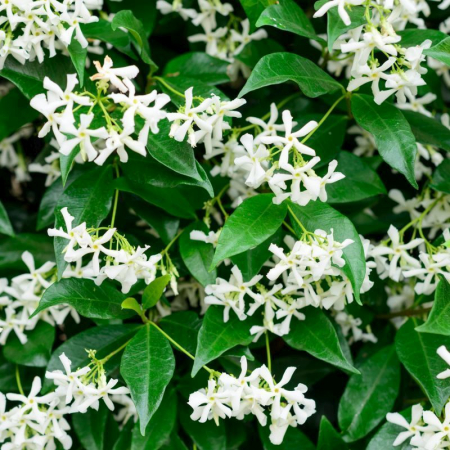 Trachelospermum jasminoides cono - Iasomie - forma conică [1]