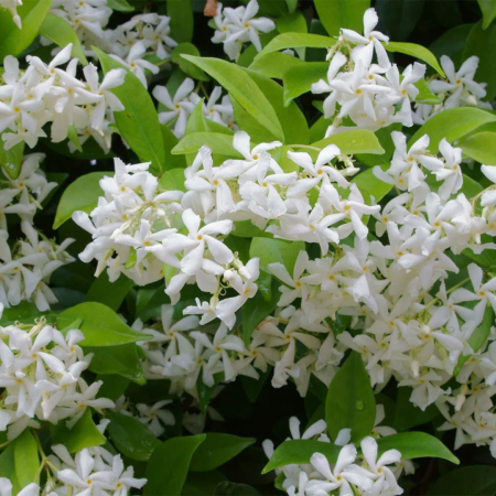 Plante cățărătoare - Trachelospermum jasminoides spalliera - Iasomie pe spalier