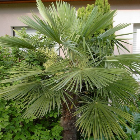 Trachycarpus fortunei - Palmier chinezesc [1]