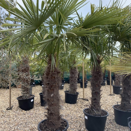 Trachycarpus fortunei - Palmier chinezesc [2]