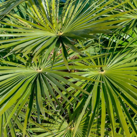Arbori și arbuști - Trachycarpus fortunei - Palmier chinezesc
