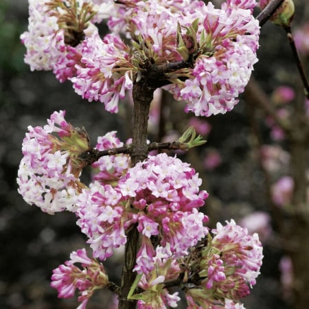 Arbori și arbuști - Viburnum x bodnantense 'Charles Lamont'- Călin de iarnă