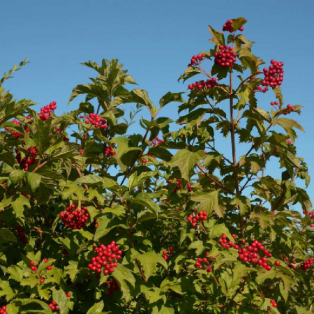 Viburnum opulus 'Compactum'  - Bulgăre de zăpadă [2]