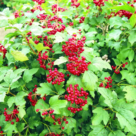 Viburnum opulus 'Compactum'  - Bulgăre de zăpadă [1]
