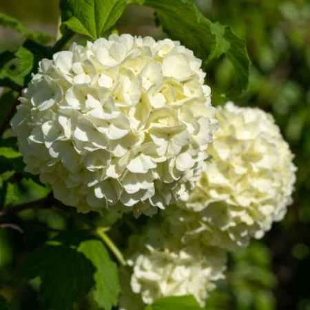 Arbori și arbuști - Viburnum opulus 'Compactum'  - Bulgăre de zăpadă