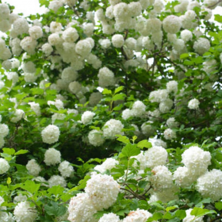 Arbori și arbuști - Viburnum opulus 'Roseum' - Călin / Bulgăraș de zăpadă