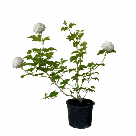 Viburnum opulus 'Roseum' - Călin / Bulgăraș de zăpadă [2]