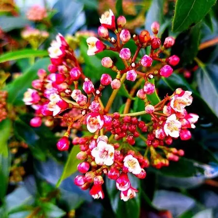 Viburnum tinus 'Eve Price' mezzo fusto - Călin 'Eve Price' - altoit pe trunchi [1]