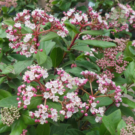 Arbori și arbuști - Viburnum tinus 'Eve Price' mezzo fusto - Călin 'Eve Price' - altoit pe trunchi