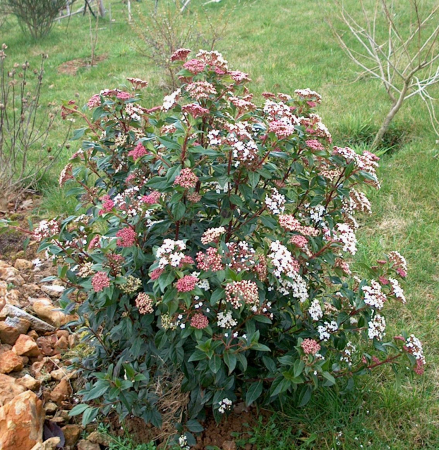 Viburnum tinus 'Eve Price' mezzo fusto - Călin 'Eve Price' - altoit pe trunchi [2]