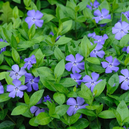 Plante perene - Vinca minor mix - Saschiu cu frunză mică mix