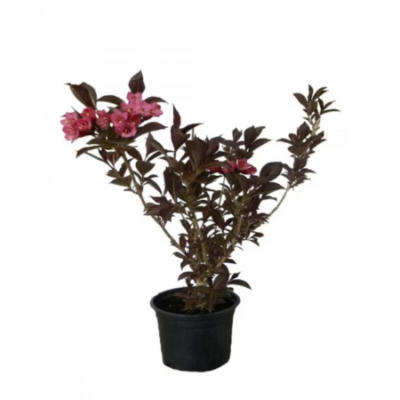 Weigela florida 'Purpurea' - Weigela purpuriu [3]