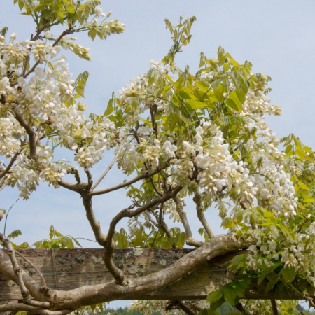 Wisteria brachybotrys 'Shiro Kapitan Fuji'  - Glicina cățărătoare 'Shiro Kapitan Fuji' cu flori albe [1]