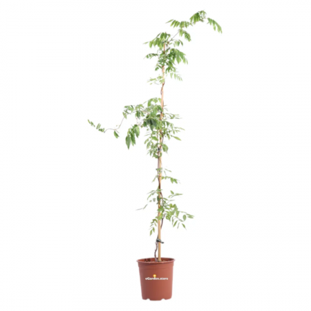 Wisteria brachybotrys 'Shiro Kapitan Fuji'  - Glicina cățărătoare 'Shiro Kapitan Fuji' cu flori albe [2]
