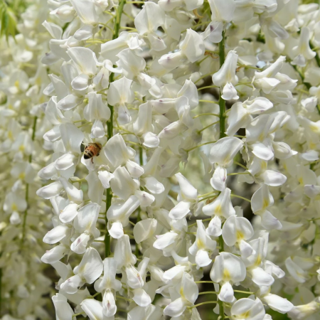 Plante cățărătoare - Wisteria brachybotrys 'Shiro Kapitan Fuji'  - Glicina cățărătoare 'Shiro Kapitan Fuji' cu flori albe