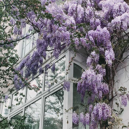 Wisteria floribunda 'Issai' - Glicină cu flori mov [1]