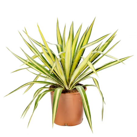 Yucca filamentosa 'Color Guard'  - Yucca filamentosa 'Color Guard' [2]