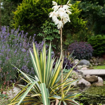 Yucca filamentosa 'Color Guard'  - Yucca filamentosa 'Color Guard' [1]