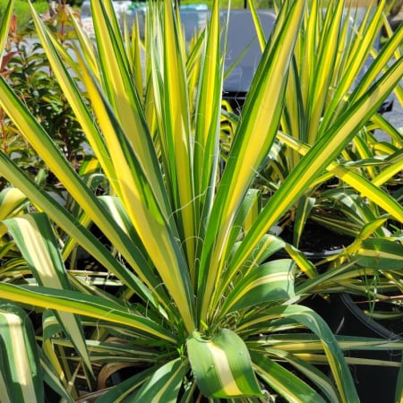 Plante perene - Yucca filamentosa 'Color Guard'  - Yucca filamentosa 'Color Guard'