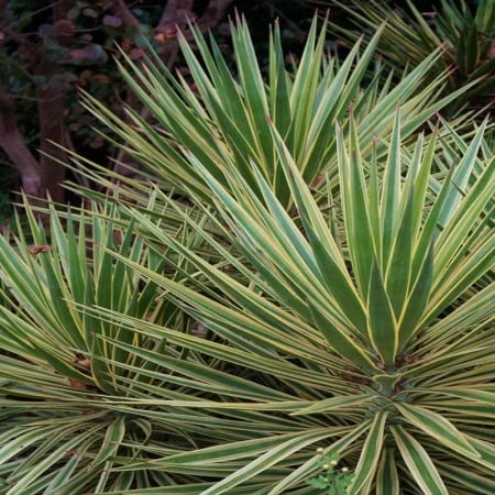 Plante perene - Yucca gloriosa 'Variegata' - Yucca gloriosa cu frunză variegată