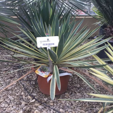 Yucca gloriosa 'Variegata' - Yucca gloriosa cu frunză variegată [1]
