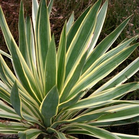 Yucca gloriosa 'Variegata' - Yucca gloriosa cu frunză variegată [2]