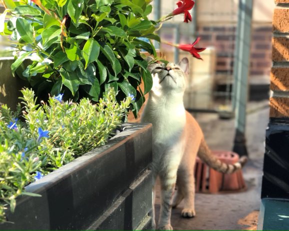 Cum transformi balconul într-o mini-grădină? Trucuri și produse utile