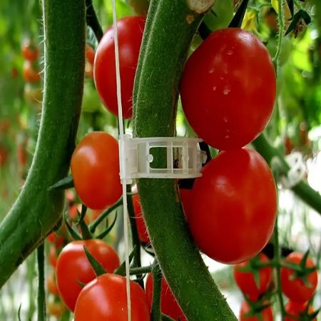 clips-palisare-reutilizabile-legume-pomi-flori-diametru-3cm [2]