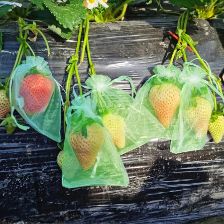 Toate Produsele - Saci din Plasa pentru  Protectie  Fructe si Legume, Anti-Insecte, Anti-Pasari, Anti-Rozatoare  Reutilizabili  cu Snur plasa protectie fructe si legume dedeman plasa protectie fructe insecte si pasari brico
