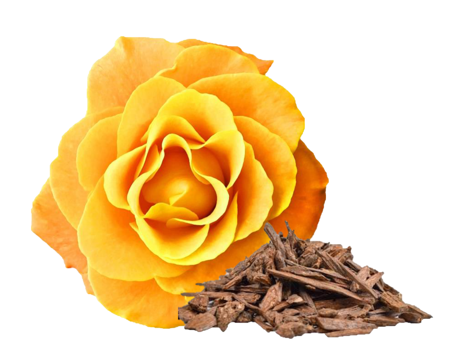 Arabian Roses