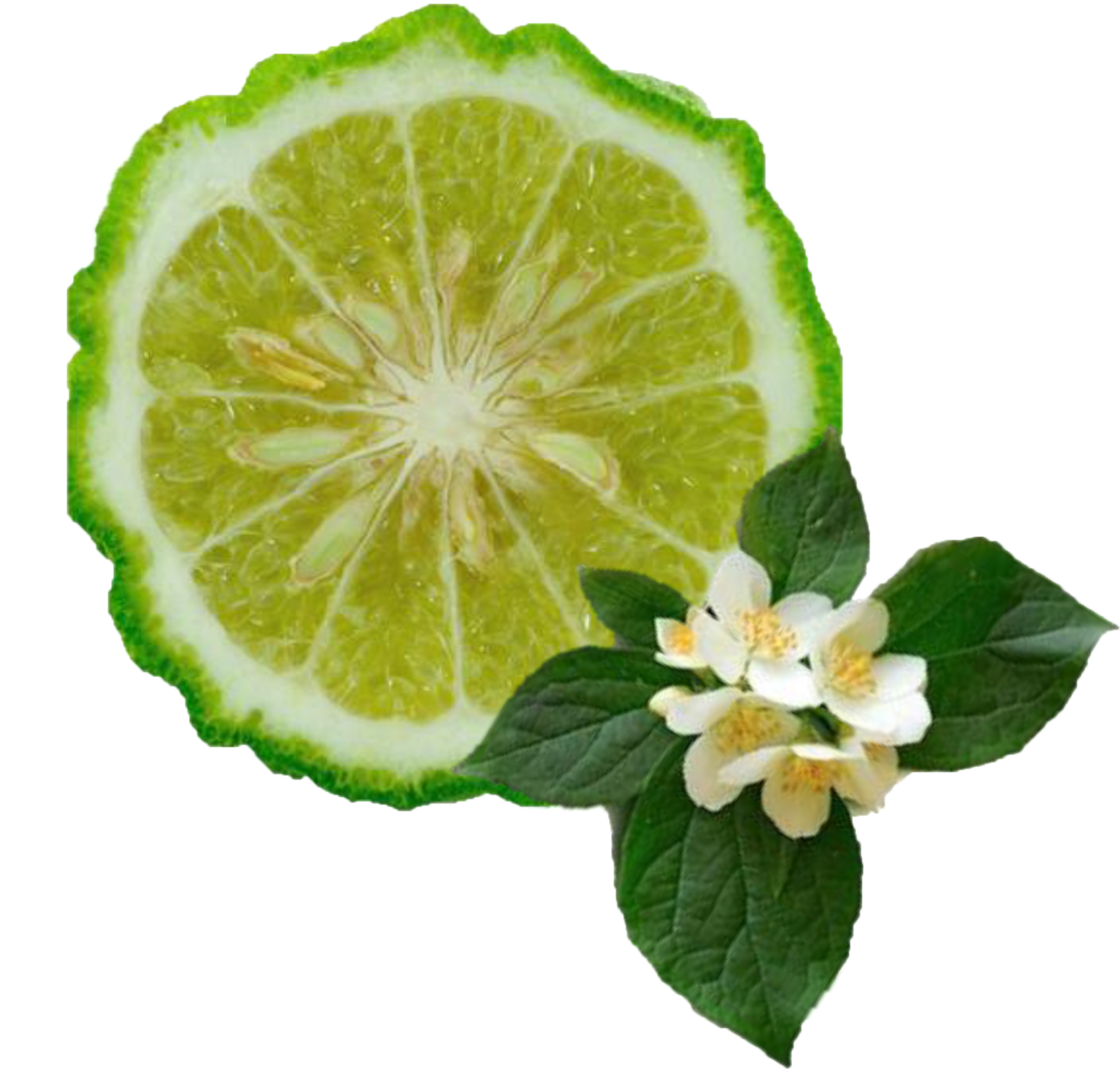 Bergamot & Tangelo
