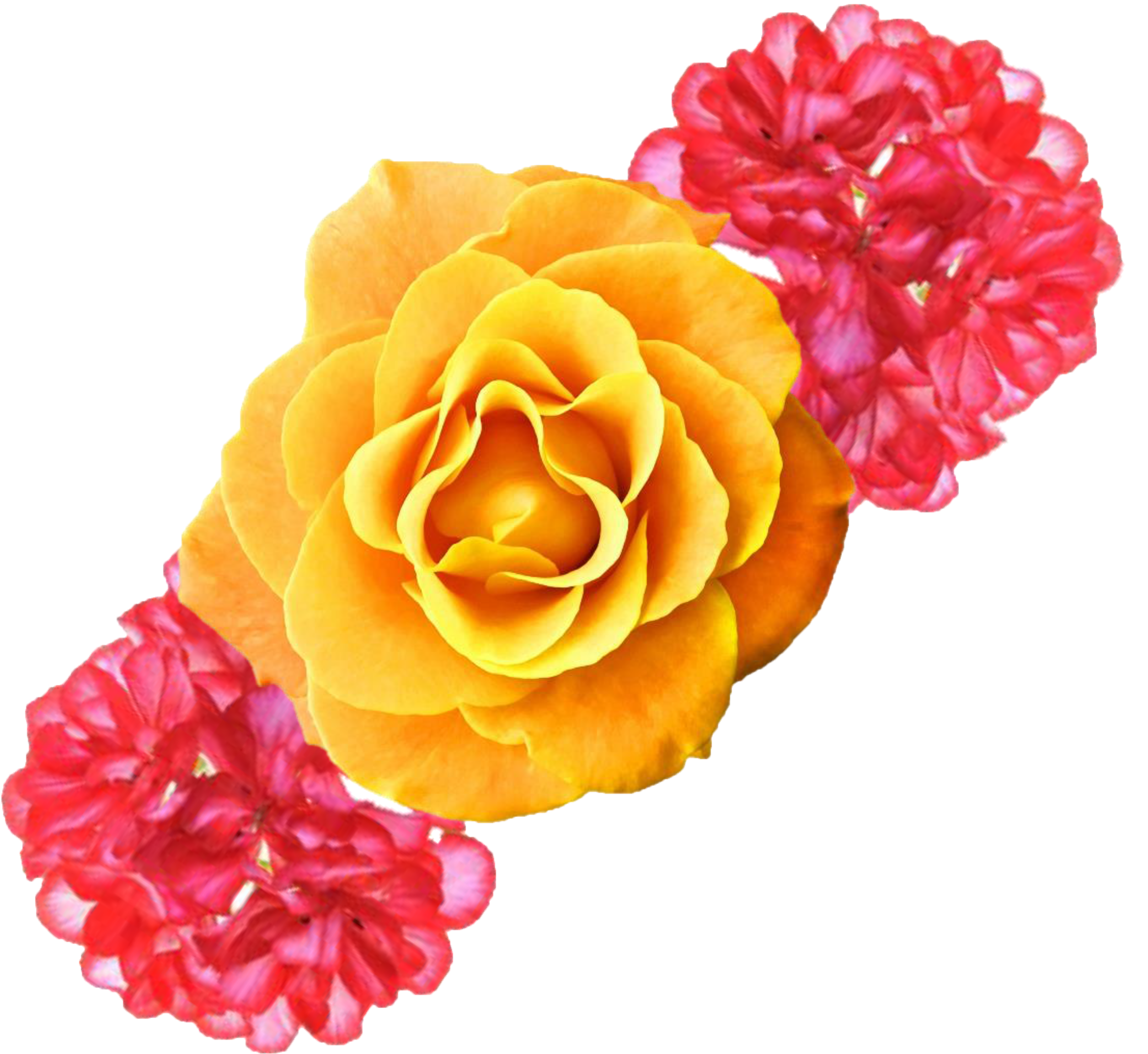 Damascene Roses